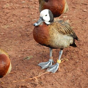 Flamingo and waterfowl enclosure - White-faced whistling duck 201121