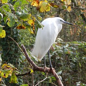 Brookside Aviary - Little egret 201121