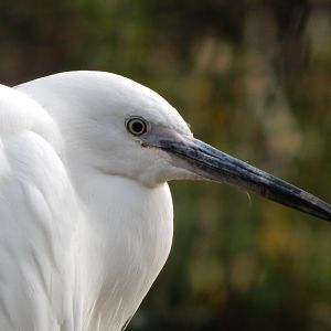 Brookside Aviary - Little egret 201121