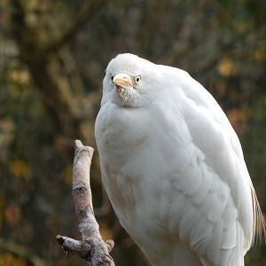 Brookside Aviary - Western cattle egret 201121