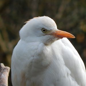 Brookside Aviary - Western cattle egret 201121