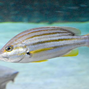 Stripey Snapper (Lutjanus carponotatus)