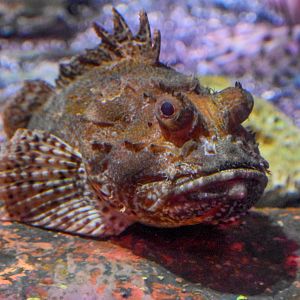 Eastern Red Scorpionfish (Scorpaena jacksoniensis)