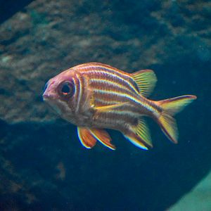 Red Squirrelfish (Sargocentron rubrum)