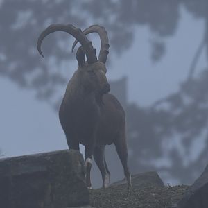 Nubian ibex (Capra nubiana)