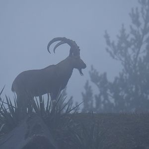Nubian ibex (Capra nubiana)