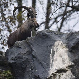 Nubian ibex (Capra nubiana)