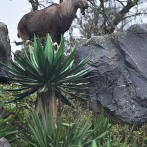 Nubian ibex (Capra nubiana)