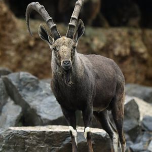 Nubian ibex (Capra nubiana)