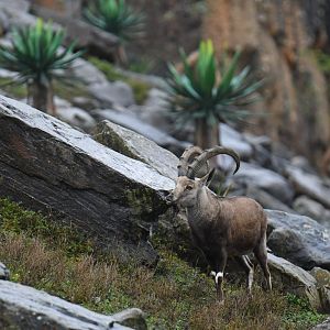 Nubian ibex (Capra nubiana)