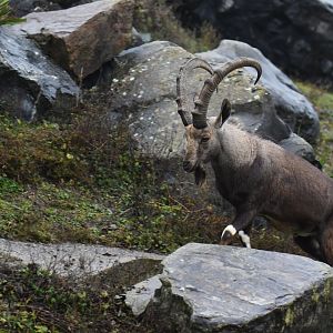 Nubian ibex (Capra nubiana)