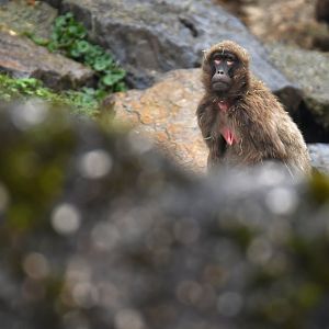 Gelada (Thercopithecus gelada)