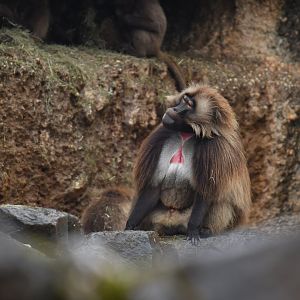 Gelada (Thercopithecus gelada)