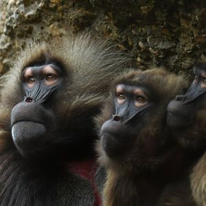 Gelada (Thercopithecus gelada)