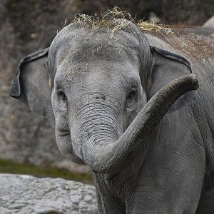 Asian elephant (Elephas maximus)