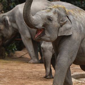 Asian elephant (Elephas maximus)