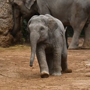 Asian elephant (Elephas maximus)