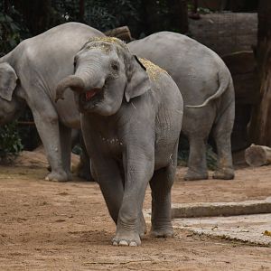 Asian elephant (Elephas maximus)