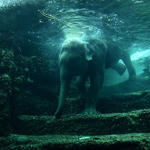 Asian elephant (Elephas maximus)