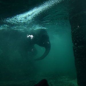 Asian elephant (Elephas maximus)