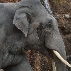 Asian elephant (Elephas maximus)