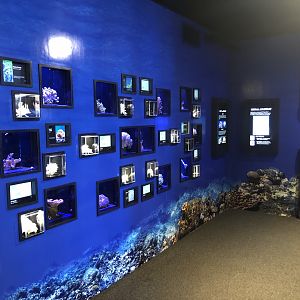 "The Living Reef" Gallery