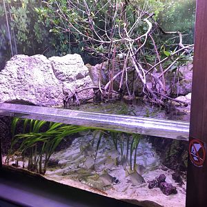 "Land Meets Sea" Tank