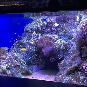 "Reef Relationships" Tank