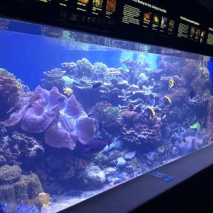 "Barrier Reef" Tank