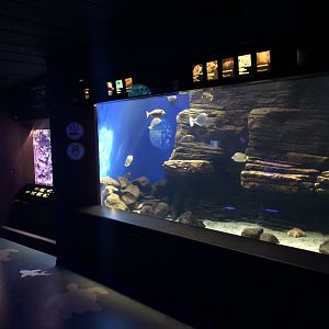 "Hawaiian Marine Communities" Gallery - Right wall