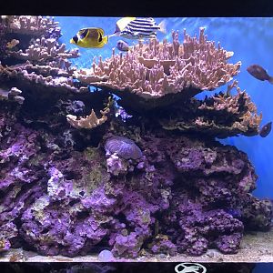 "Sheltered Reefs: Kane’ohe Bay" Tank