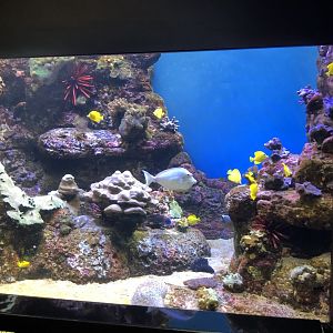 "Young Reefs: Kona Coast" Tank