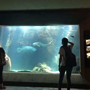 "Hunters on the Reef" Tank