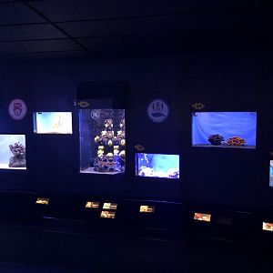 "Diversity and Adaptation" Gallery - Back wall