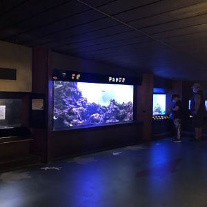 "Diversity and Adaptation" Gallery - Left wall