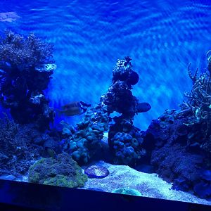 "Exquisite Angelfish" Tank