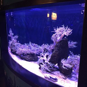 Seahorse coral tank