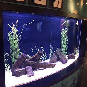 Seahorse & pipefishes seagrass tank