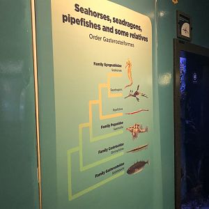 Outdated taxonomic tree