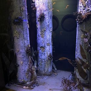 Juvenile weedy sea dragon tank