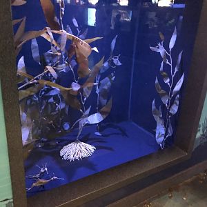 Adult weedy sea dragon tank