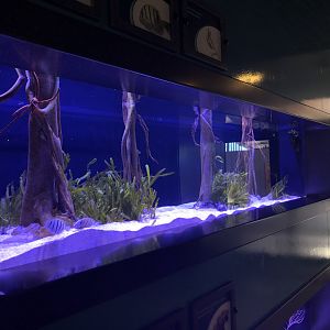Banded pipefish/Convict tang tank