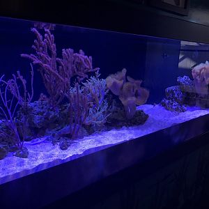 Watchman goby tank
