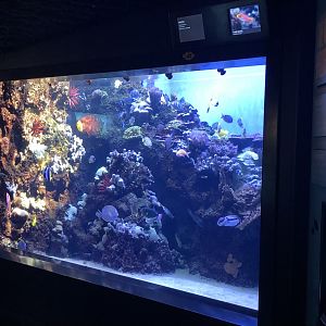 "Northwestern Hawaiian Islands: Papahanaumokuakea" Tank