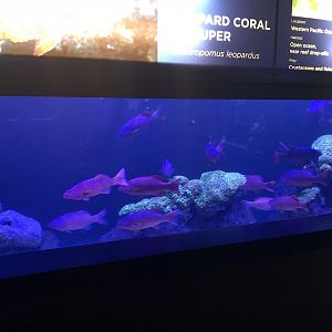 "Bearded Armorheads" Tank