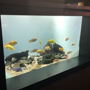 African cichlids tank