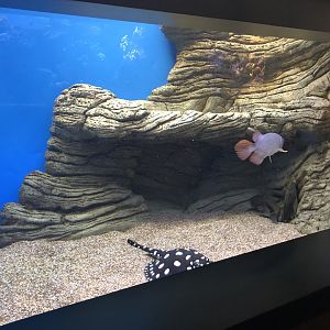 "Illegal Imports" Tank