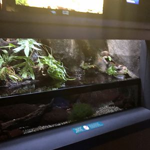 "Native Stream Life" Tank