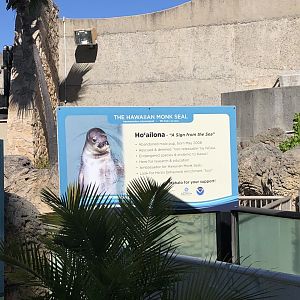 "Hawaiian Monk Seals" Exhibit Signage
