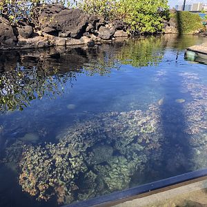 "Edge of the Reef" Topless Tank